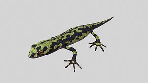 3D marblet newt model