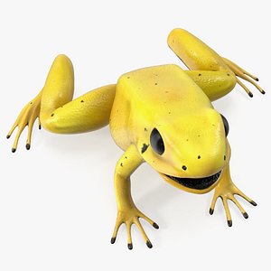 3D Golden Dart Frog Rigged