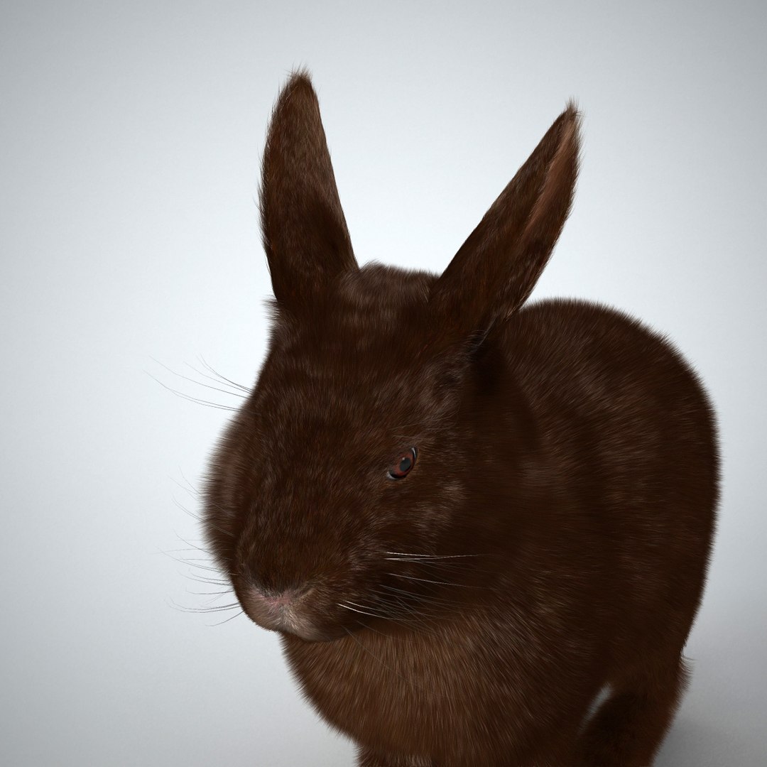 Brown Rabbit 3d Model