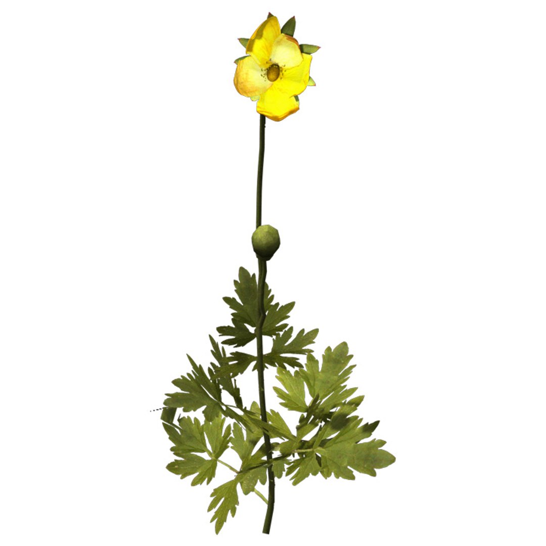 stinging nettle plant xfrogplants 3d model https://p.turbosquid.com/ts-thumb/pH/zXaSTk/66GLZsHy/gc15bcreepingbuttercup/jpg/1462560527/1920x1080/fit_q87/33c739294345e0d26b86d7fe756c293ec98b3477/gc15bcreepingbuttercup.jpg