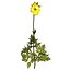 XfrogPlants Stinging Nettle