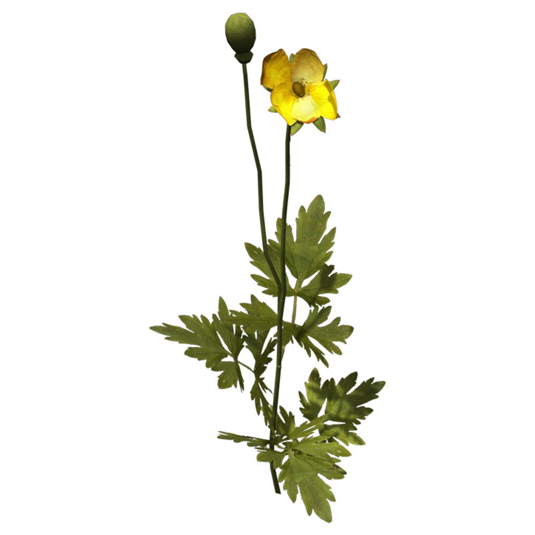 stinging nettle plant xfrogplants 3d model https://p.turbosquid.com/ts-thumb/pH/zXaSTk/XAWf6tsw/gc15ccreepingbuttercup/jpg/1462560527/1920x1080/fit_q87/c713e0b88d9e300378a6217014fa5e3f59d1693d/gc15ccreepingbuttercup.jpg