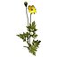 XfrogPlants Stinging Nettle