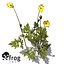 XfrogPlants Stinging Nettle