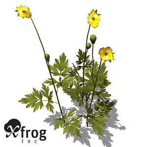 XfrogPlants Stinging Nettle