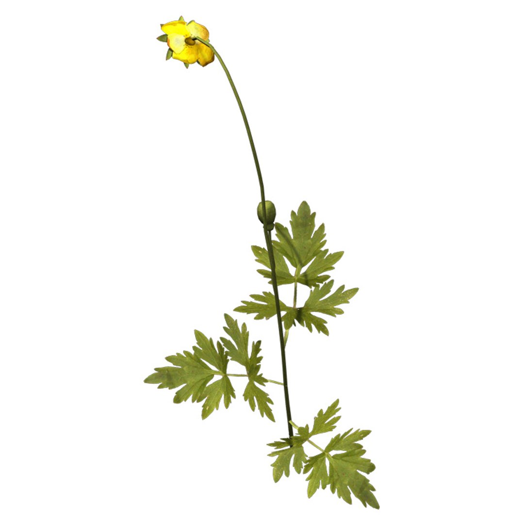 stinging nettle plant xfrogplants 3d model https://p.turbosquid.com/ts-thumb/pH/zXaSTk/ntcjdgZw/gc15acreepingbuttercup/jpg/1462560527/1920x1080/fit_q87/15aacce7d4ff6dc0a4c04e7e9ae625afc43ece73/gc15acreepingbuttercup.jpg