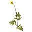 XfrogPlants Stinging Nettle