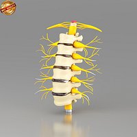 Lumbar Vertebrae n Spinal cord