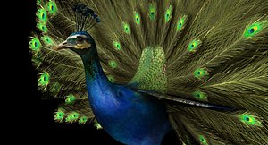3D model peacock