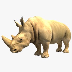 Southern White Rhinoceros Male 3D model