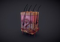 Skin Cross-Section