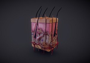 Skin Cross-Section