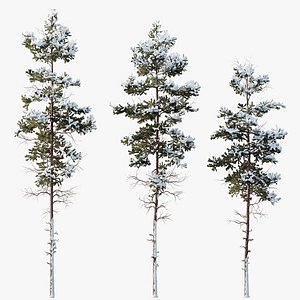 3D model AV Plants Pinus Nigra Sylvestris Subsp Winter Snow