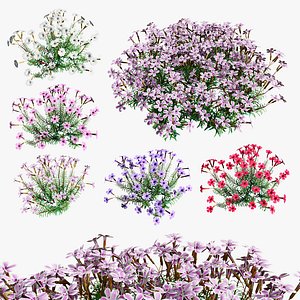 Moss pink Phlox in 5 color variation with free tutorial