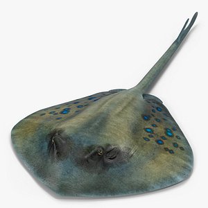 Spotted Stingray