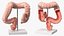 Intestine Medical Model