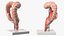 Intestine Medical Model