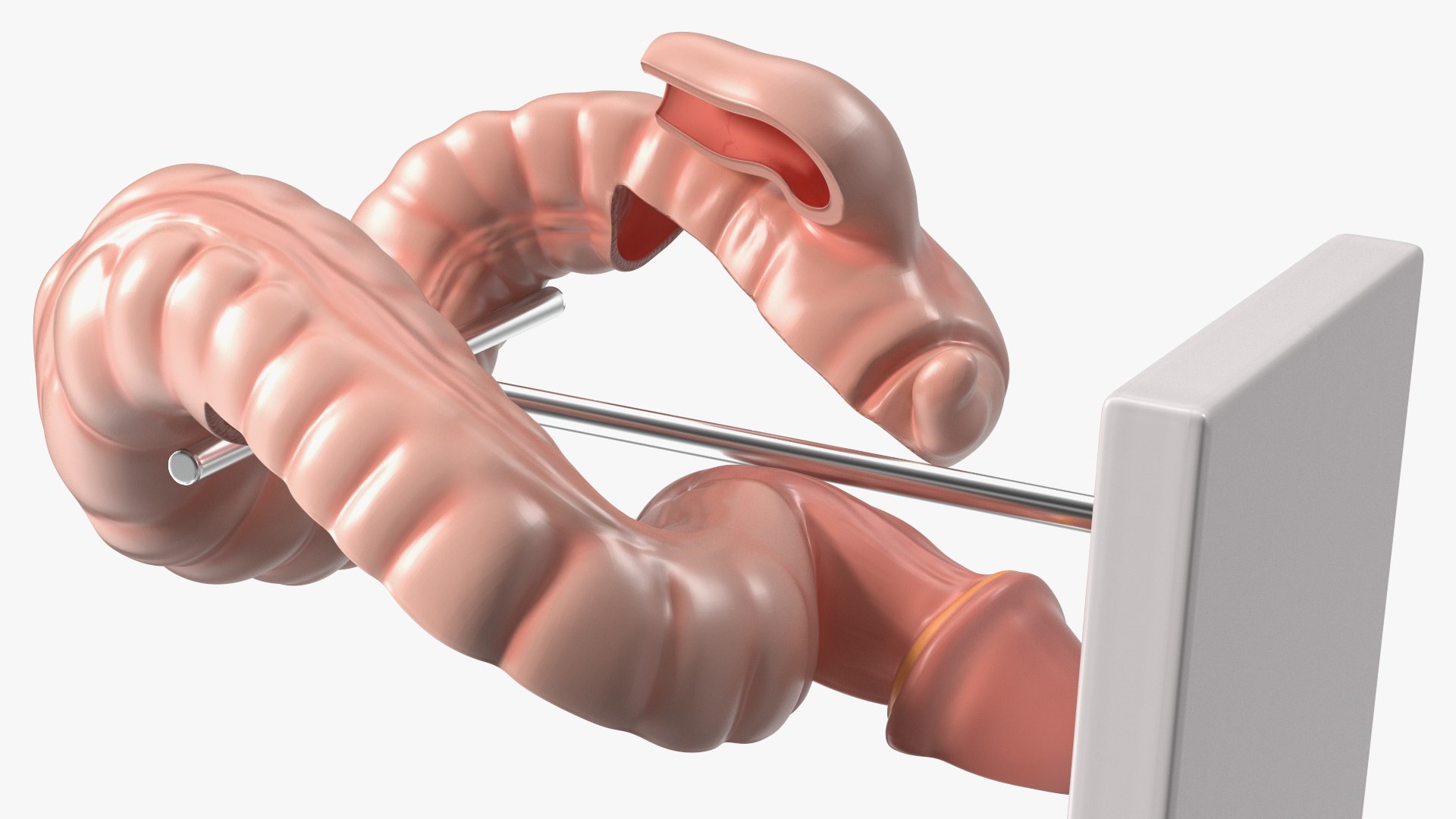 Intestine Medical Model 3D https://p.turbosquid.com/ts-thumb/pI/SHzZ3m/b6/intestinemedicalmodelc4dmodel011/jpg/1683781367/1920x1080/fit_q87/d3b23a01f73d6be510a2fa55506ec9e359d48e1a/intestinemedicalmodelc4dmodel011.jpg