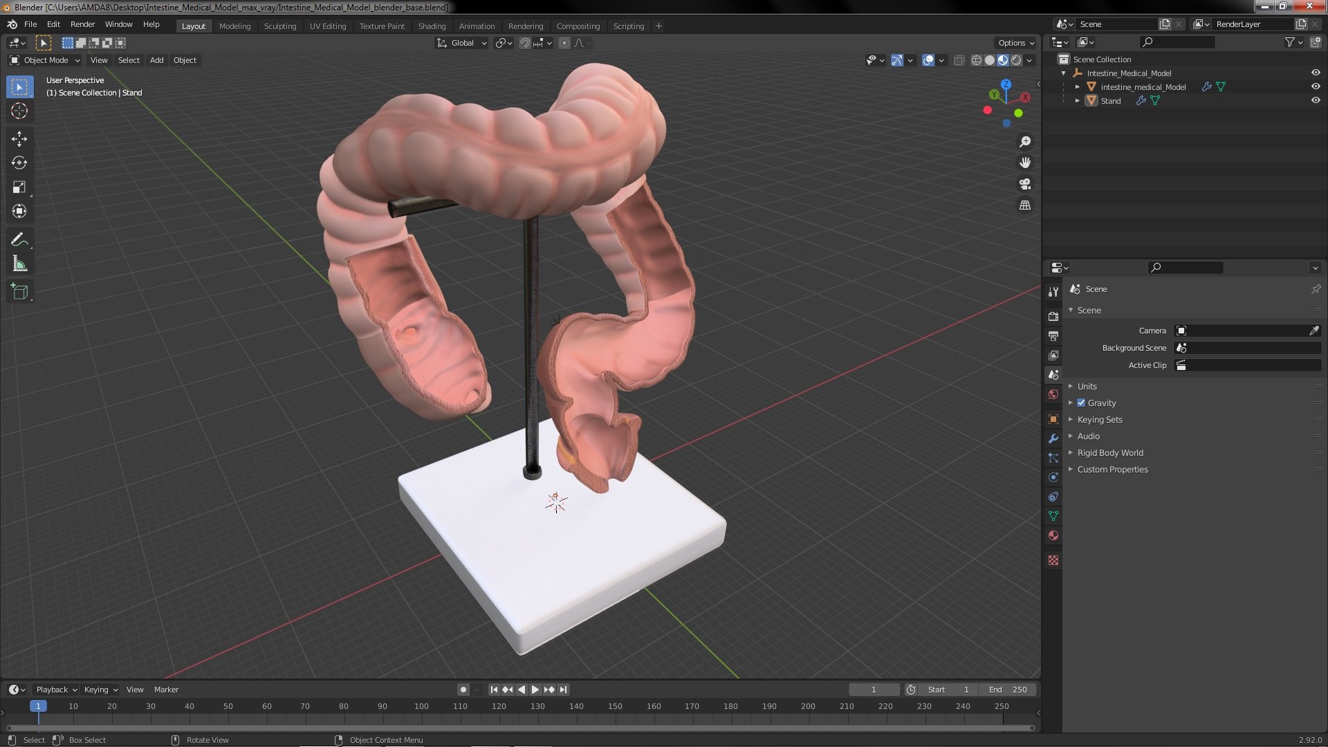 model intestine experiment