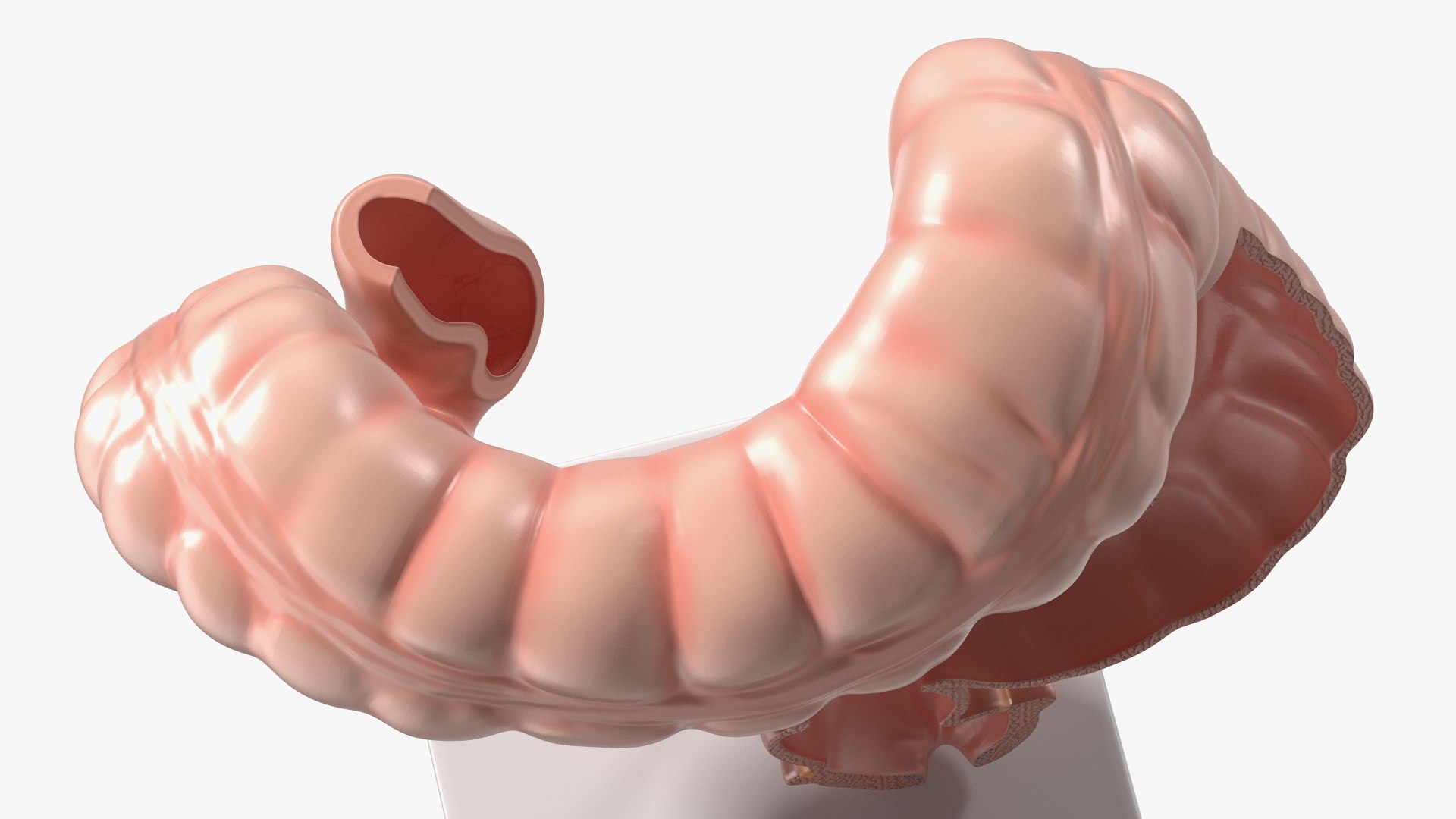 Intestine Medical Model 3D https://p.turbosquid.com/ts-thumb/pI/SHzZ3m/jI/intestinemedicalmodelc4dmodel010/jpg/1683781364/1920x1080/fit_q87/fa38257c7f67d20c9515d1ec107c9ef571a6eb62/intestinemedicalmodelc4dmodel010.jpg