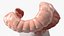 Intestine Medical Model