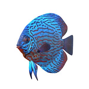 Royal Blue Discus Fish