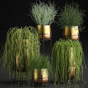 plants pots interior succulent 3D