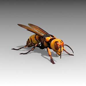 Giant Hornet
