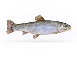 3D fresh char fish