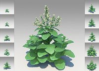 Nicotiana Rustica (10 Items)