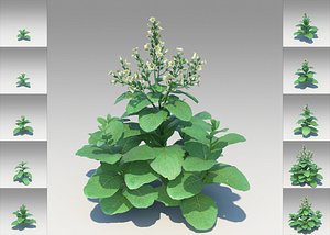 Nicotiana Rustica (10 Items)