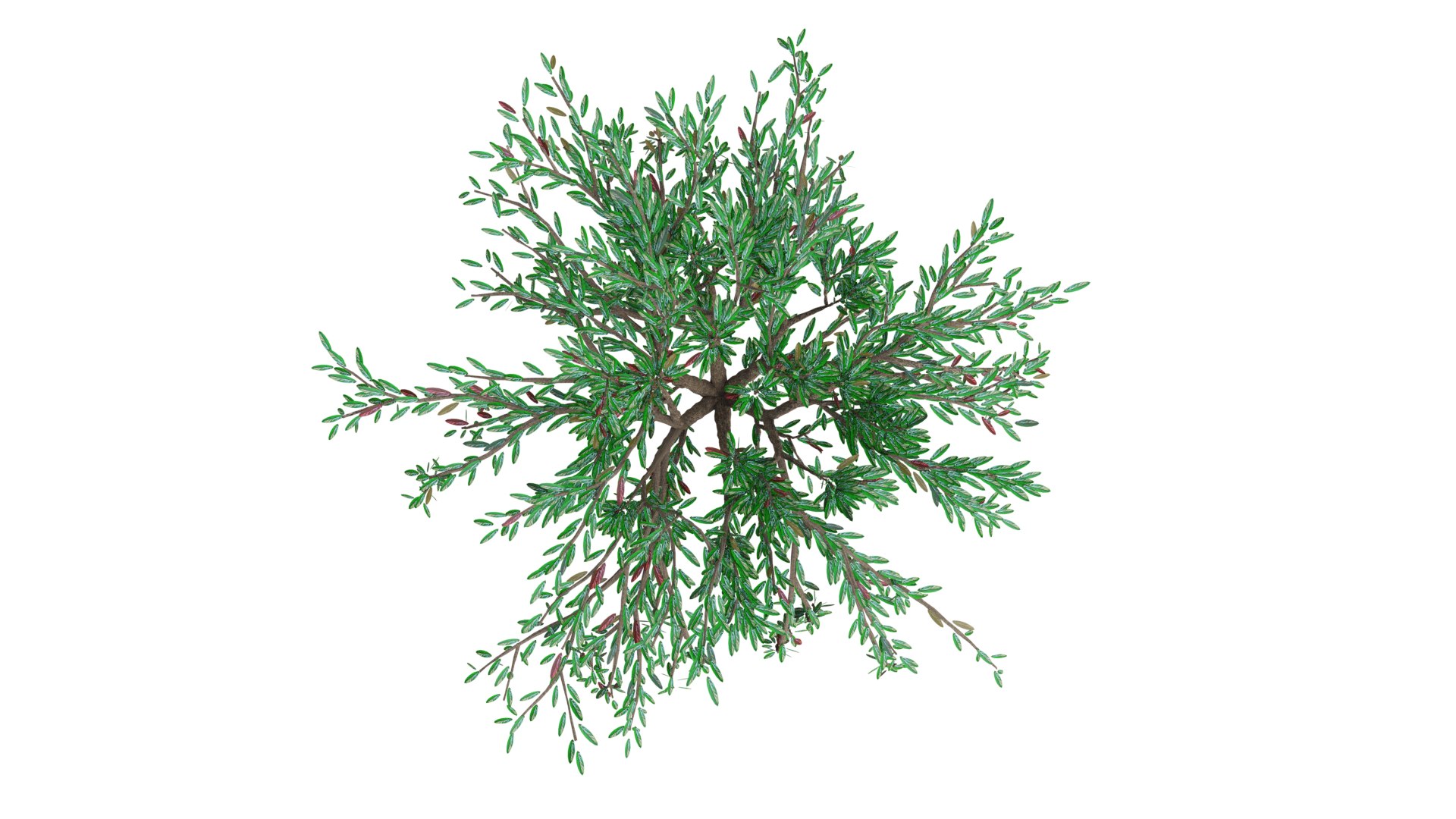 tree modeled 3D https://p.turbosquid.com/ts-thumb/pJ/NSZWI6/03QoUZu3/tree1_c3/png/1604785592/1920x1080/fit_q87/6d28156a39f1a2235ce390f64b28ce6167e40f3b/tree1_c3.jpg