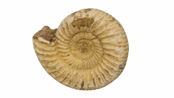 modelo fossil