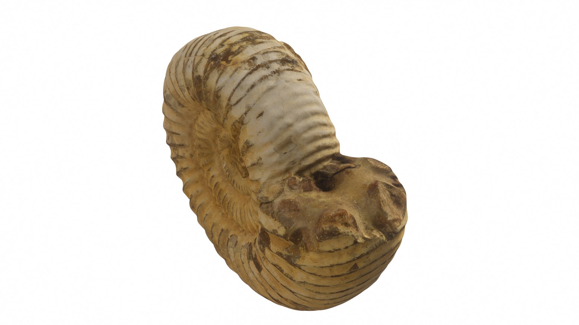 Fossil Model - TurboSquid 1822696