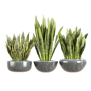 Snake Plants Vol 387 3D model