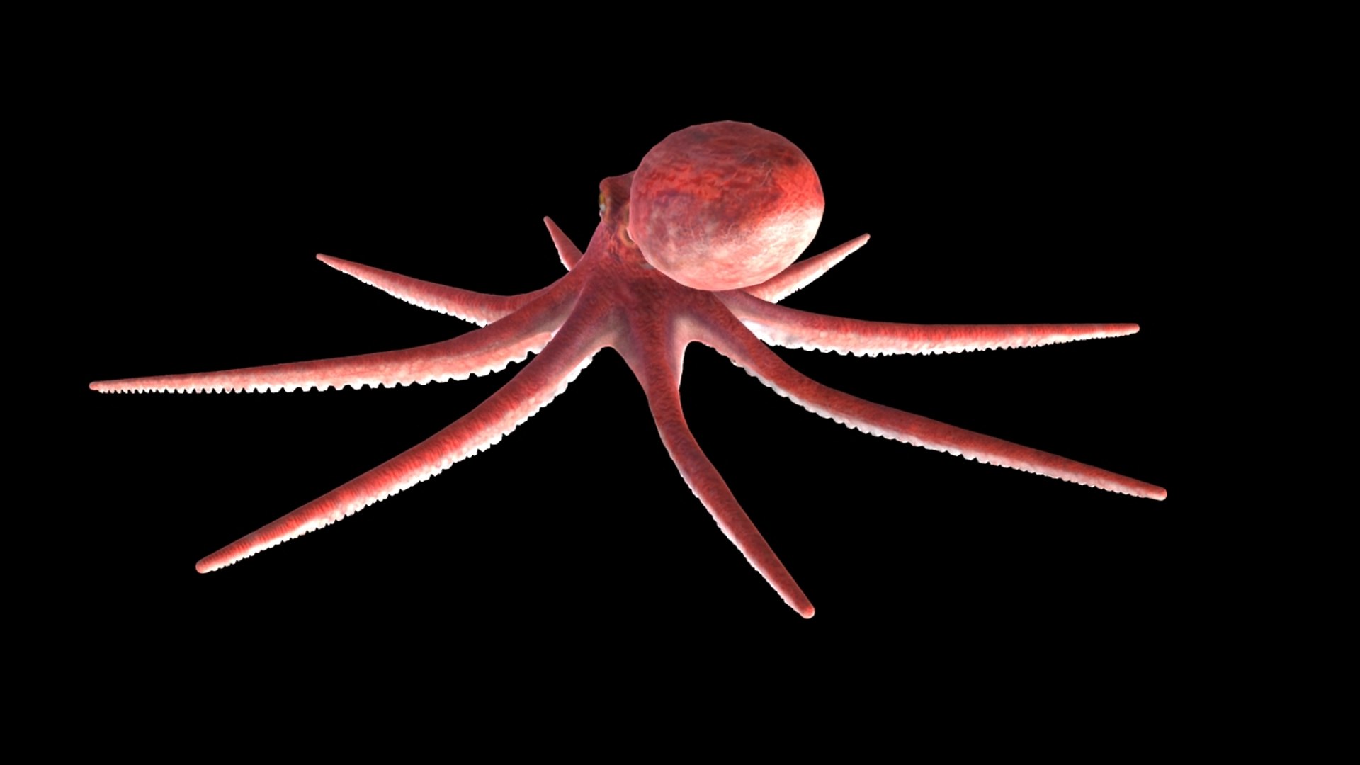 3d max rigged octopus animation https://p.turbosquid.com/ts-thumb/pJ/WZ9cVd/WCSZYn33/5/jpg/1397163773/1920x1080/fit_q87/dc01f98e95c812451582c0f2f605e97df2614d5c/5.jpg