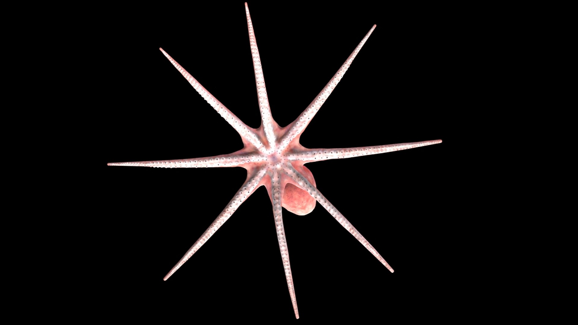 3d max rigged octopus animation https://p.turbosquid.com/ts-thumb/pJ/WZ9cVd/cPFLox1a/4/jpg/1397163773/1920x1080/fit_q87/abd539c1d9ccbf2ca699f6c83edfaa0dcb0371ab/4.jpg