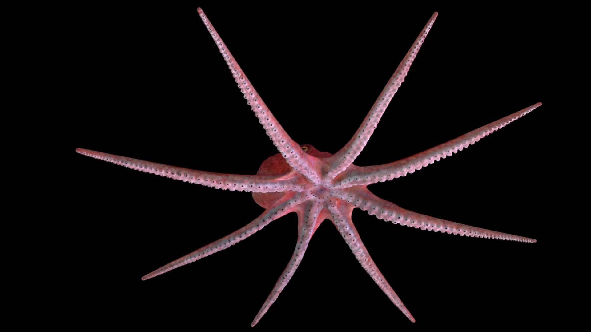 3d max rigged octopus animation https://p.turbosquid.com/ts-thumb/pJ/WZ9cVd/sOcKeVAY/defaultscanlinerender2/jpg/1397163773/1920x1080/fit_q87/87b612e68c16d67eb18cfd54128a2c759ae6468f/defaultscanlinerender2.jpg