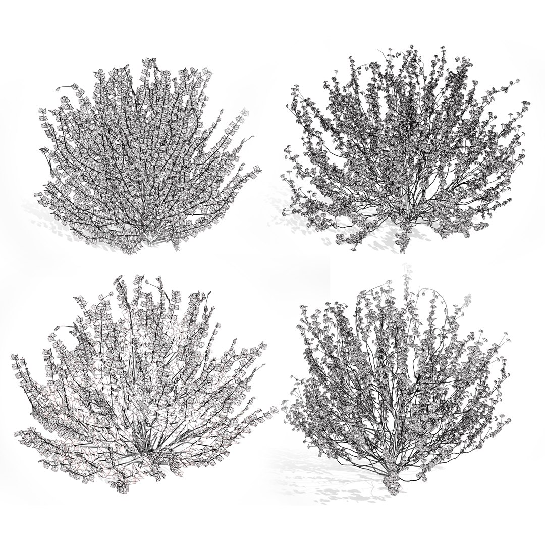 3D Witch Hazel 3d in 4 seasons https://p.turbosquid.com/ts-thumb/pJ/Wletcx/2f/allwire/jpg/1703799386/1920x1080/fit_q87/dbb57491a732086081fc90538fd193e646ada47d/allwire.jpg
