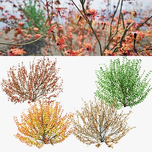 3D Witch Hazel 3d in 4 seasons