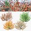 Witch Hazel 3d em 4 temporadas