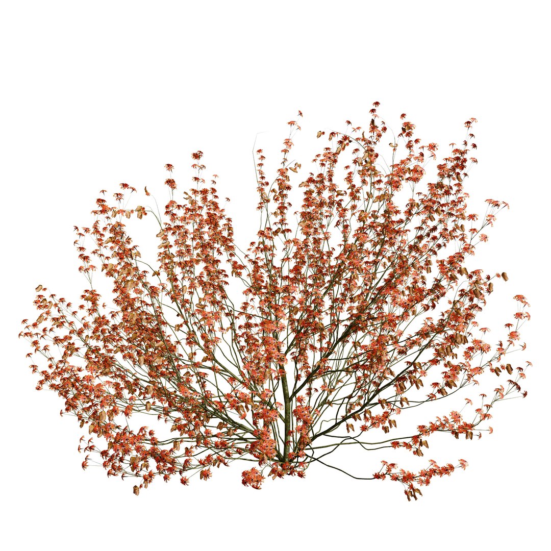 3D Witch Hazel 3d in 4 seasons https://p.turbosquid.com/ts-thumb/pJ/Wletcx/M4/hamamelis_vernalis_winter/jpg/1703799387/1920x1080/fit_q87/54af48876e5c9370d20252503ac468a25673ce1a/hamamelis_vernalis_winter.jpg