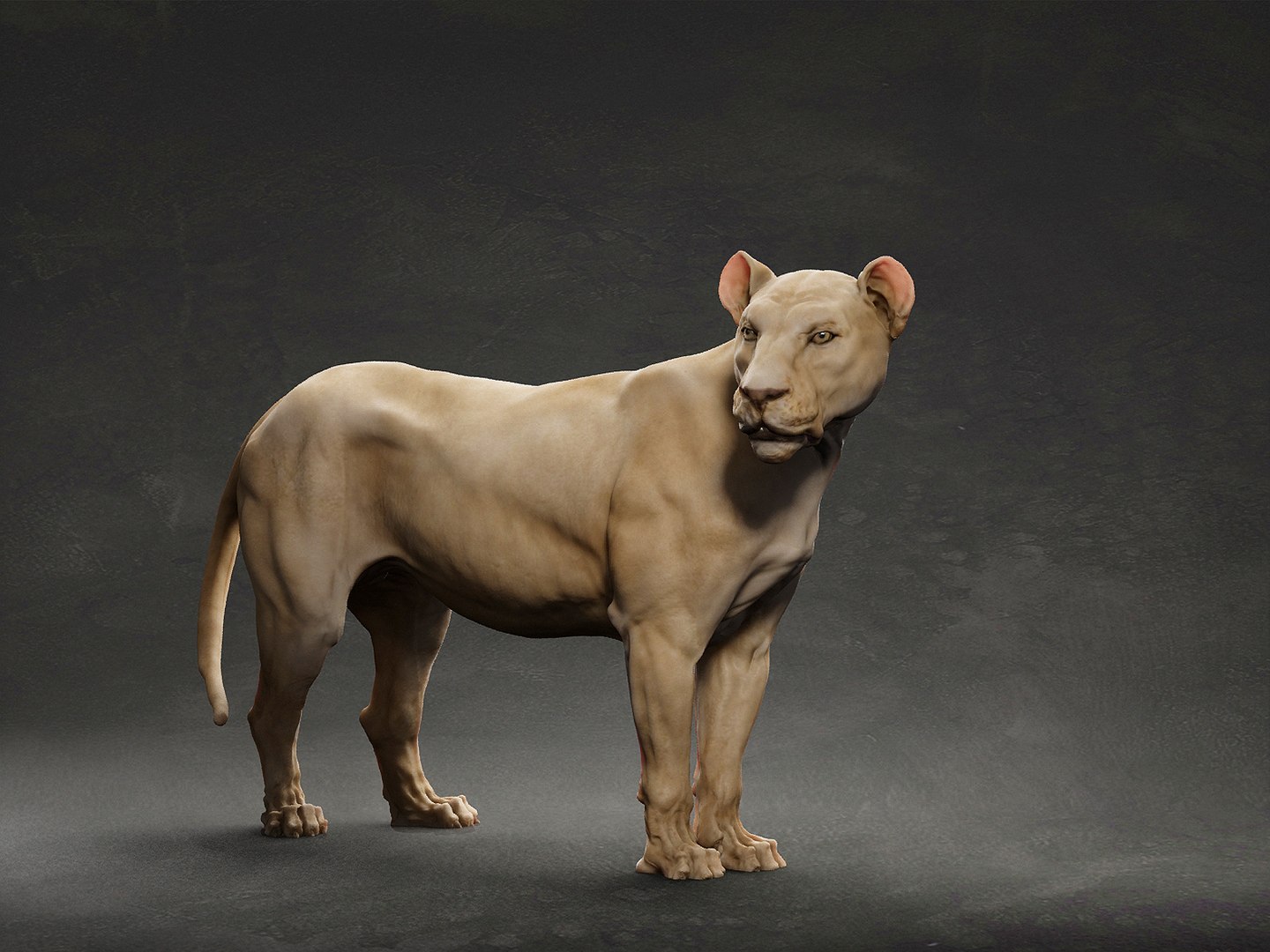 3D model animal lion https://p.turbosquid.com/ts-thumb/pJ/XI26hO/06/1/jpg/1633296256/1920x1080/fit_q87/a57a9f4a9ec1277ebece6502f53153daa957efea/1.jpg