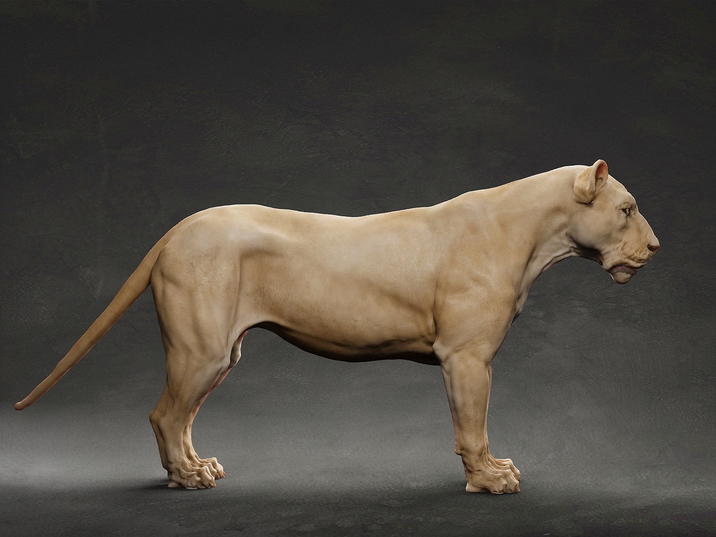 3D model animal lion https://p.turbosquid.com/ts-thumb/pJ/XI26hO/CM/3/jpg/1633296257/1920x1080/fit_q87/1d8f85e5896101999c3719c301e97fe98ab1d172/3.jpg