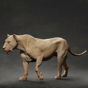 3D model animal lion