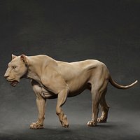 Lion