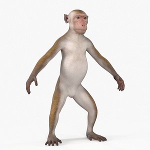 3D Wild Rhesus Monkey Light Brown model