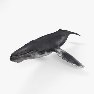 3D humpback whale model