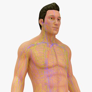 Natural body with Arteries veins nerves and Lymph nodes 3D