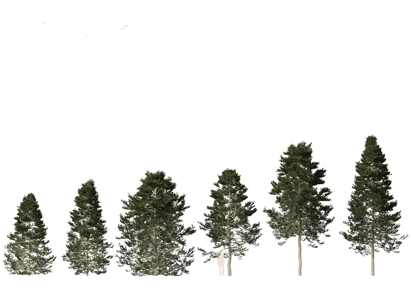 Pseudotsuga menziesi - Douglas fir 3D model https://p.turbosquid.com/ts-thumb/pJ/orqsH9/2M/pseudotsugamenziesi011/jpg/1714395815/1920x1080/fit_q87/40fcd397d31f8aa1a0e4a709481c1e278a2542c1/pseudotsugamenziesi011.jpg